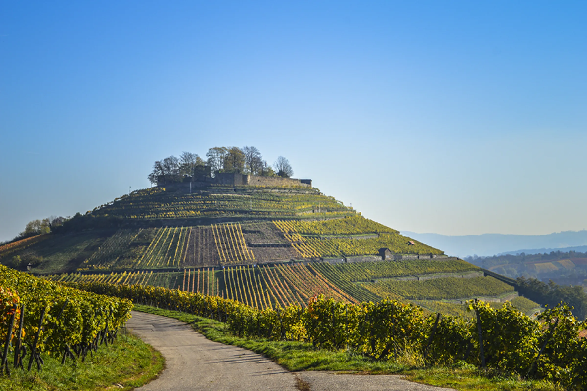Steep-Slope Vineyards in Heilbronn