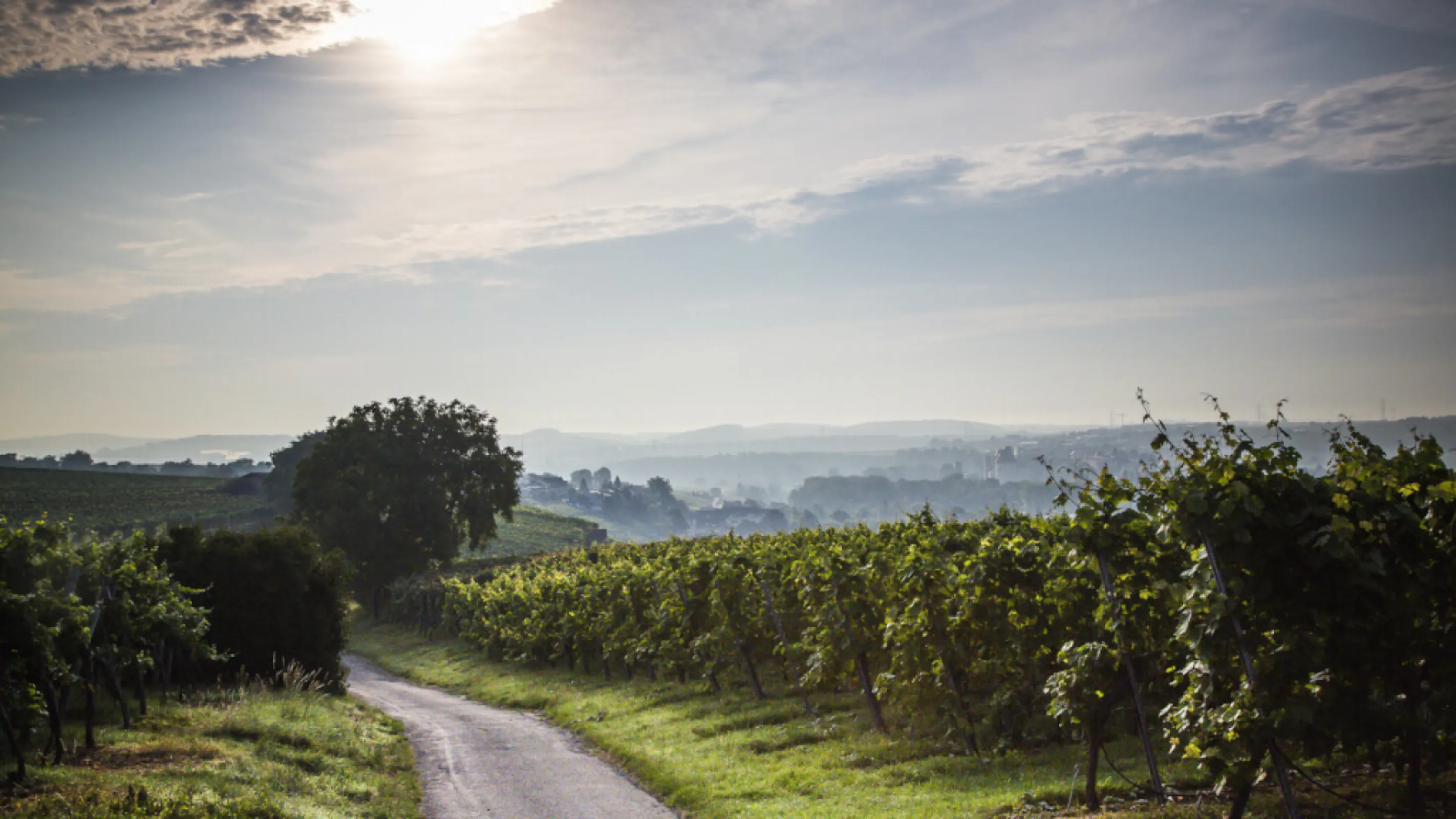 View of vineyards of Lauffener Weingärtner eG