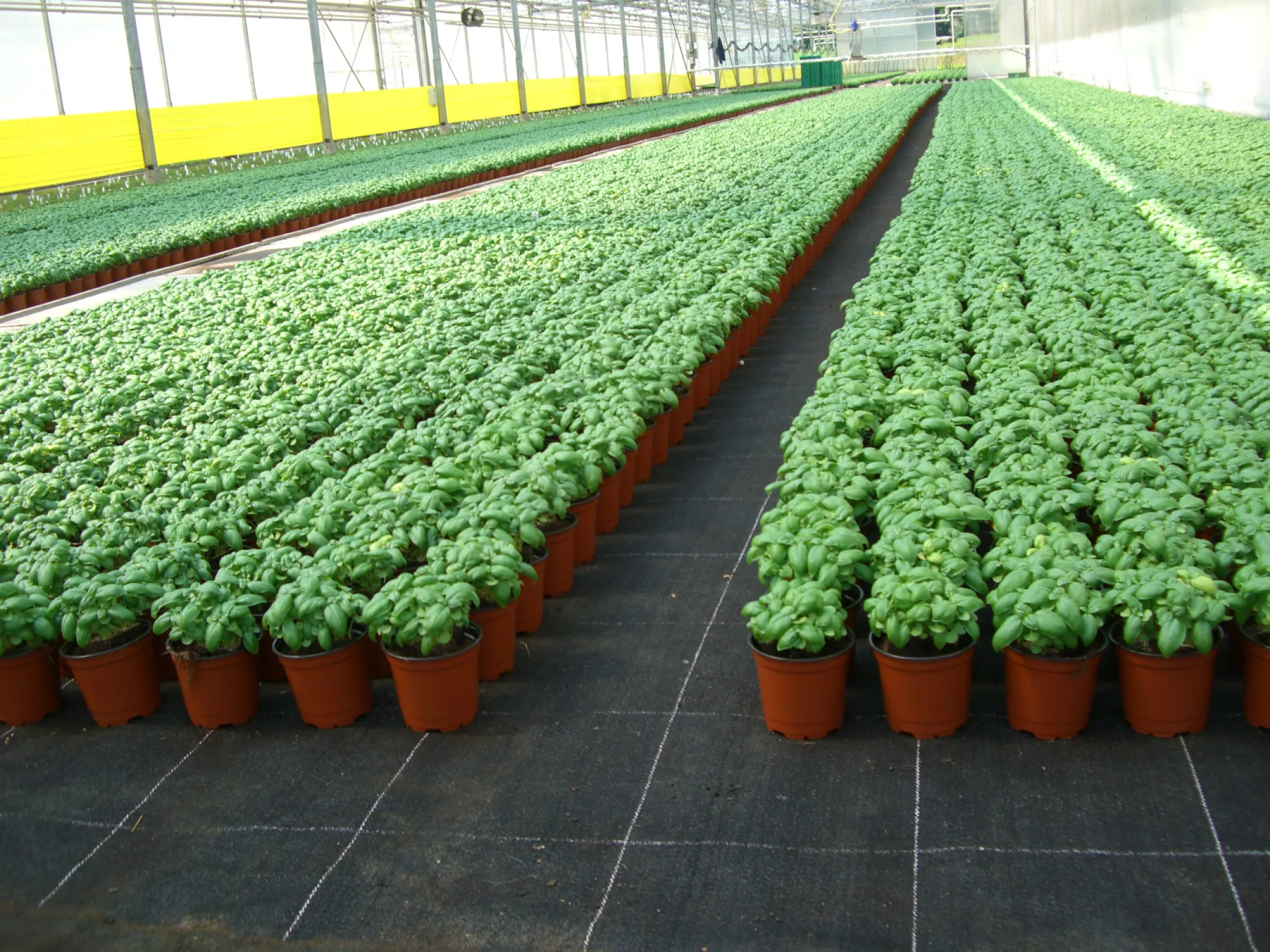 Floraplus 3-layer capillary matting