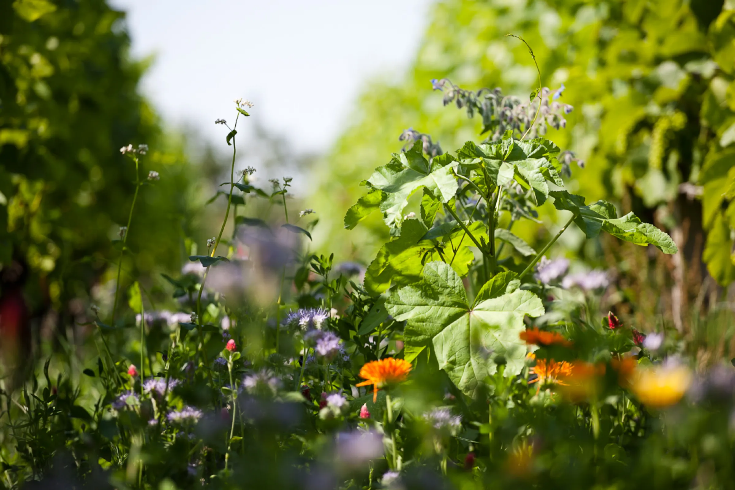 Vineyard greening