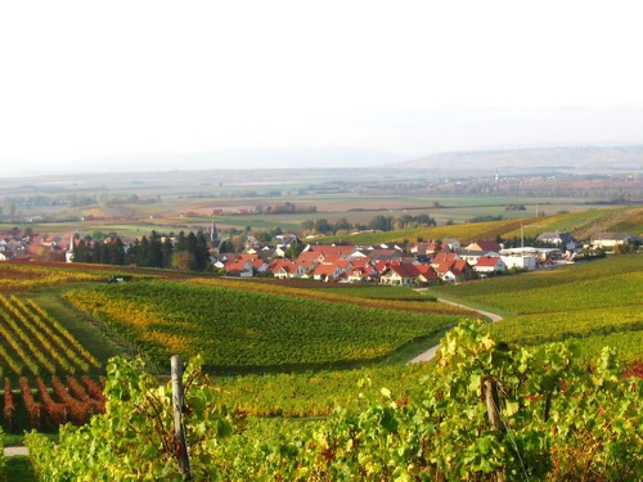 Rheinhessen is so beautiful