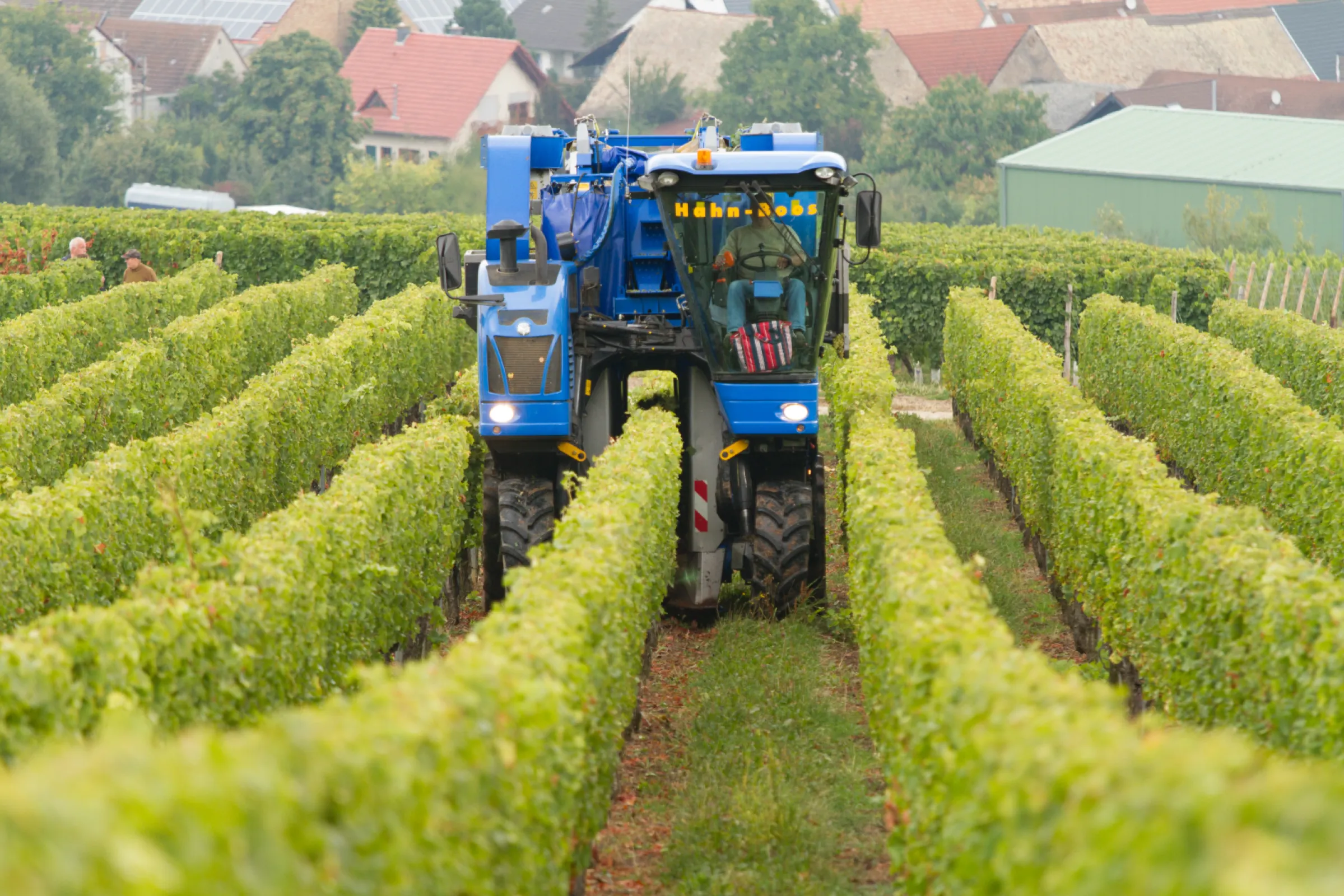 Grape harvest today