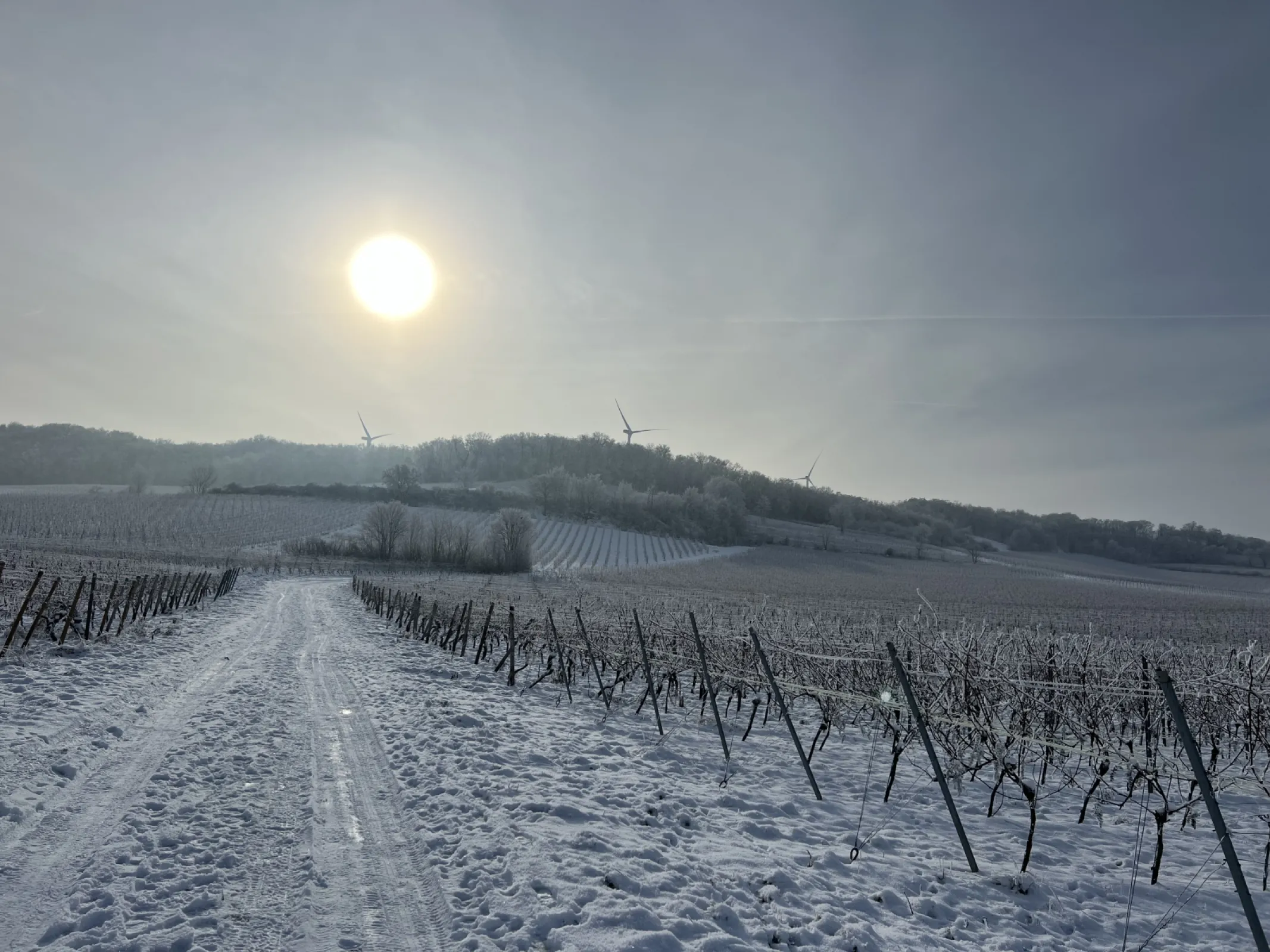 Winter Impressions
