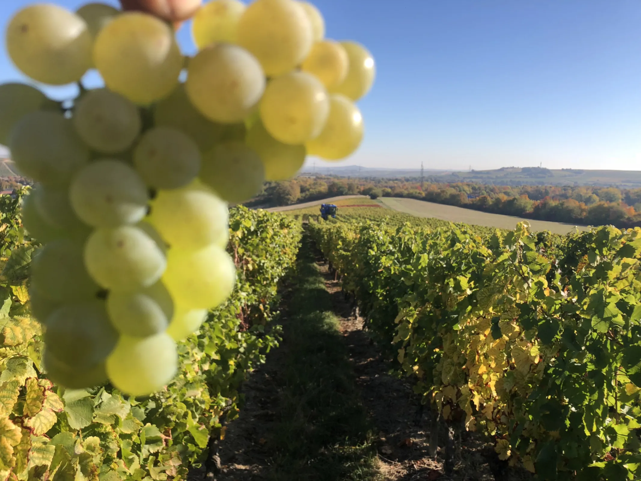 This is what impeccably tended grapes look like.