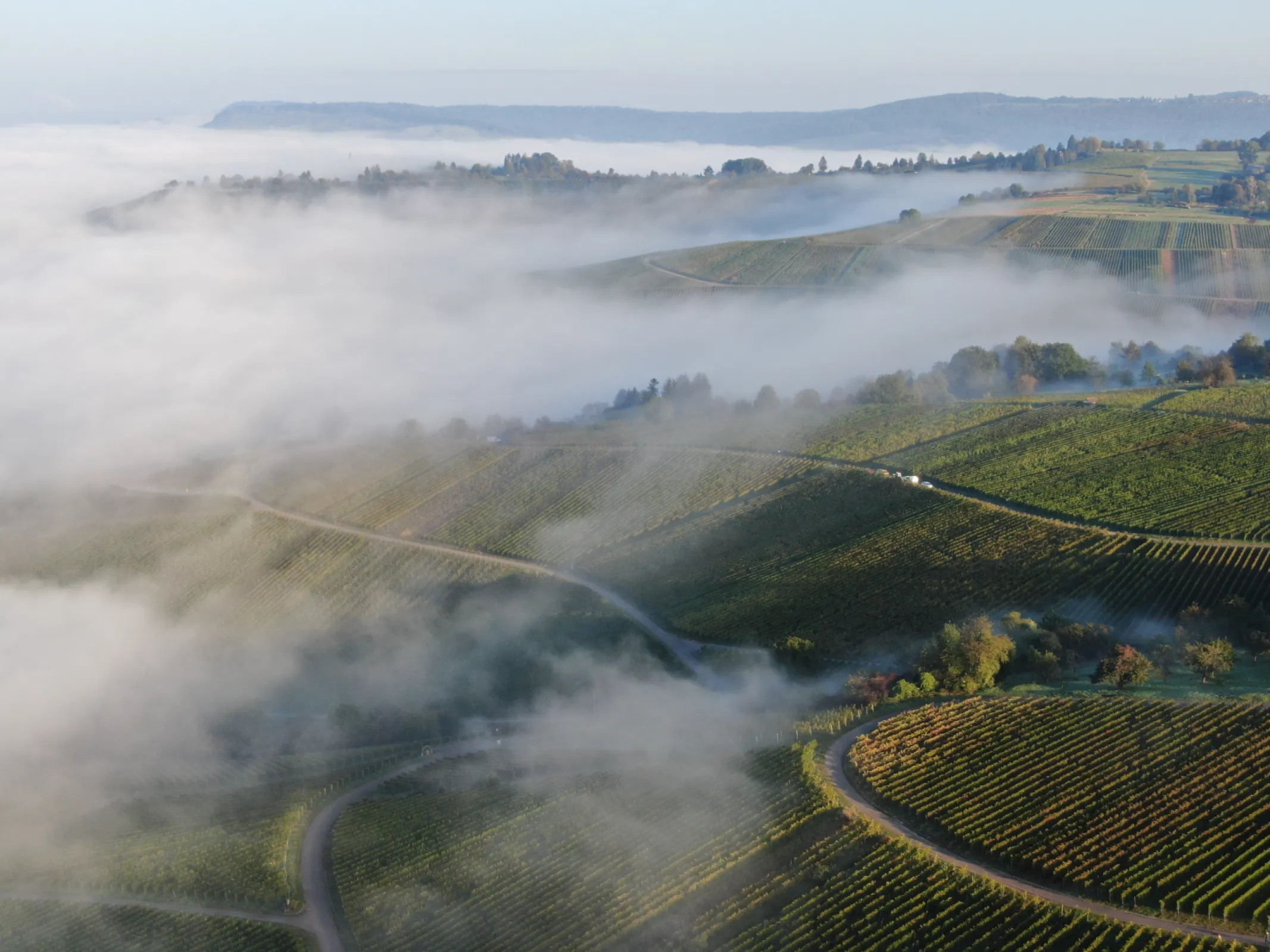 vineyards