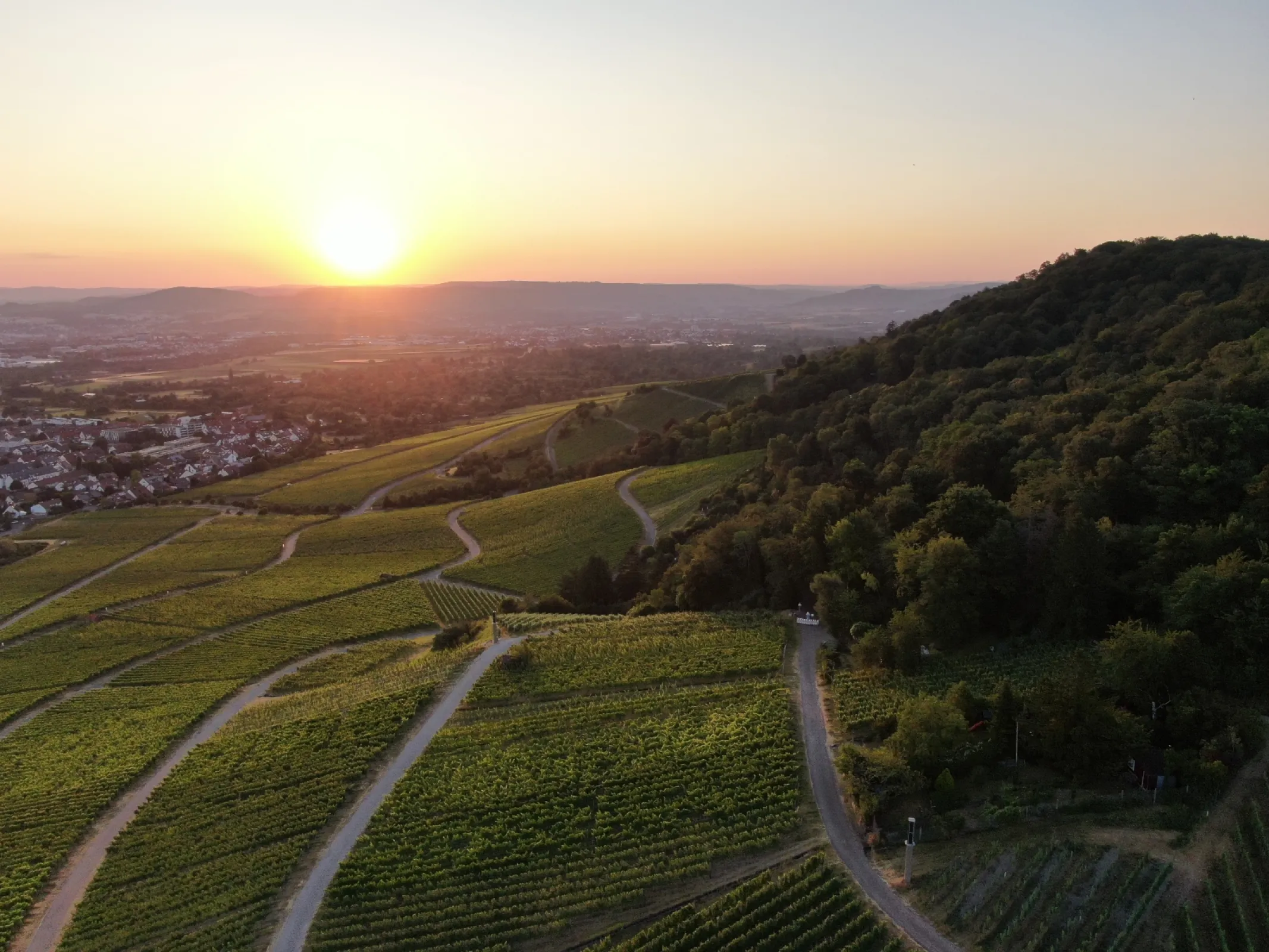 vineyard Lämmler