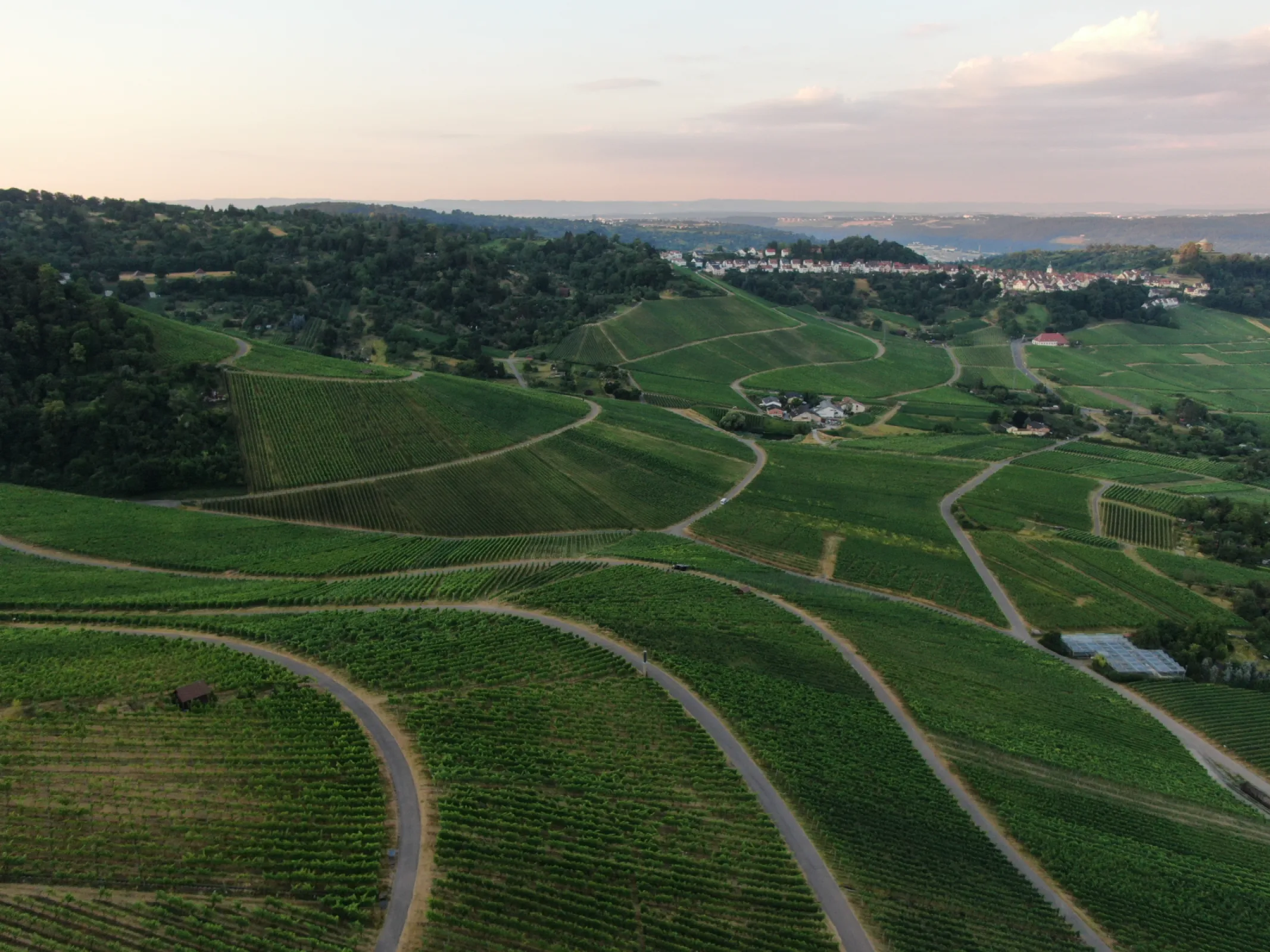 Vineyard Lämmler