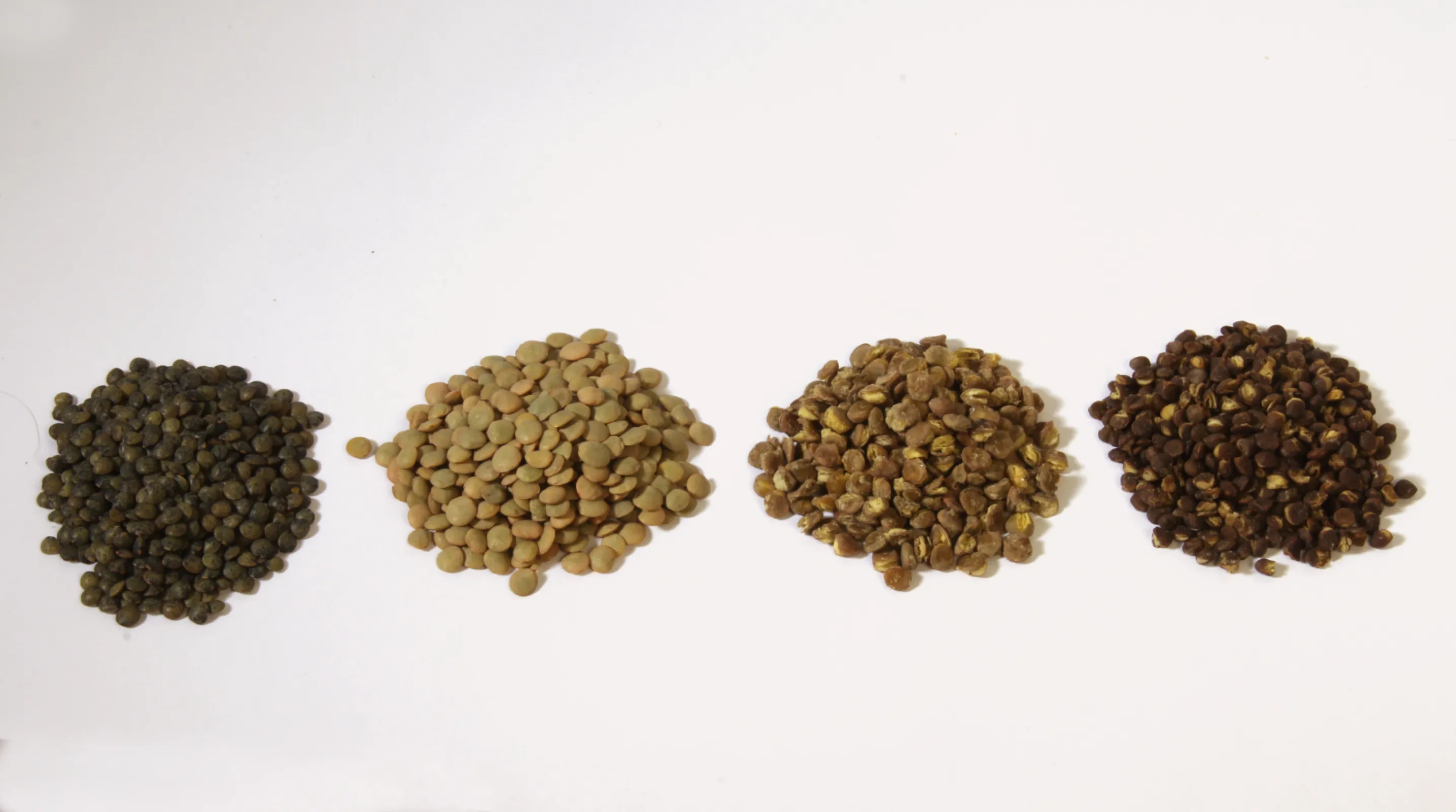 lentils