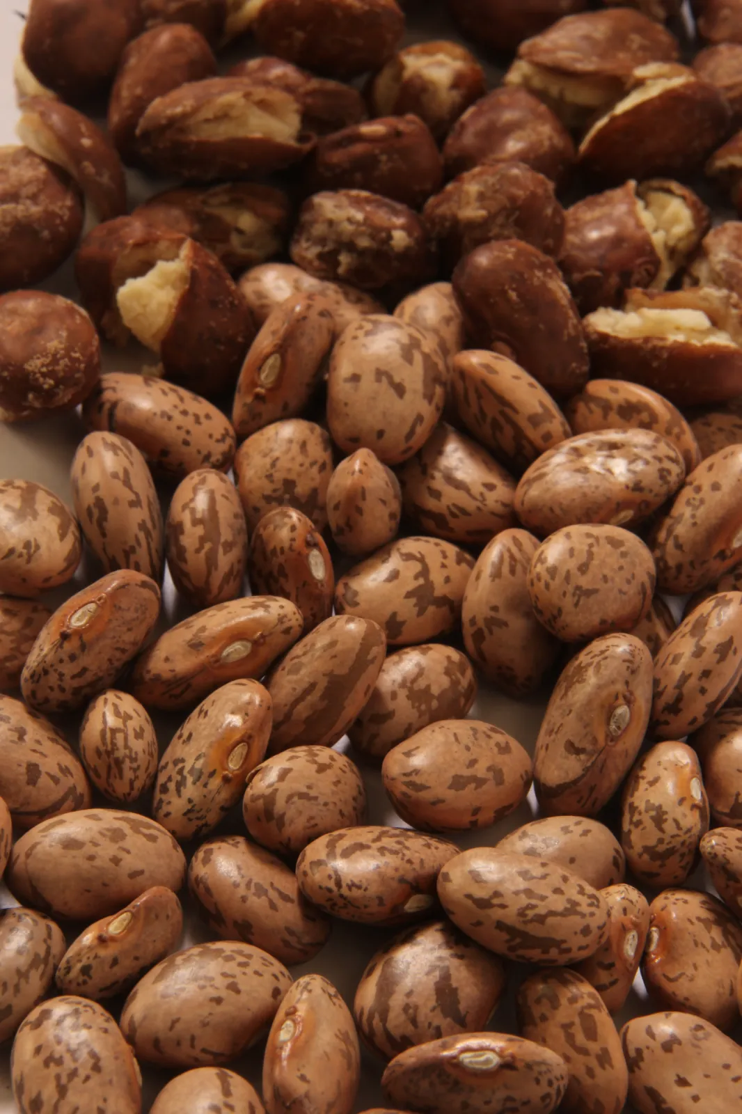 pinto beans
