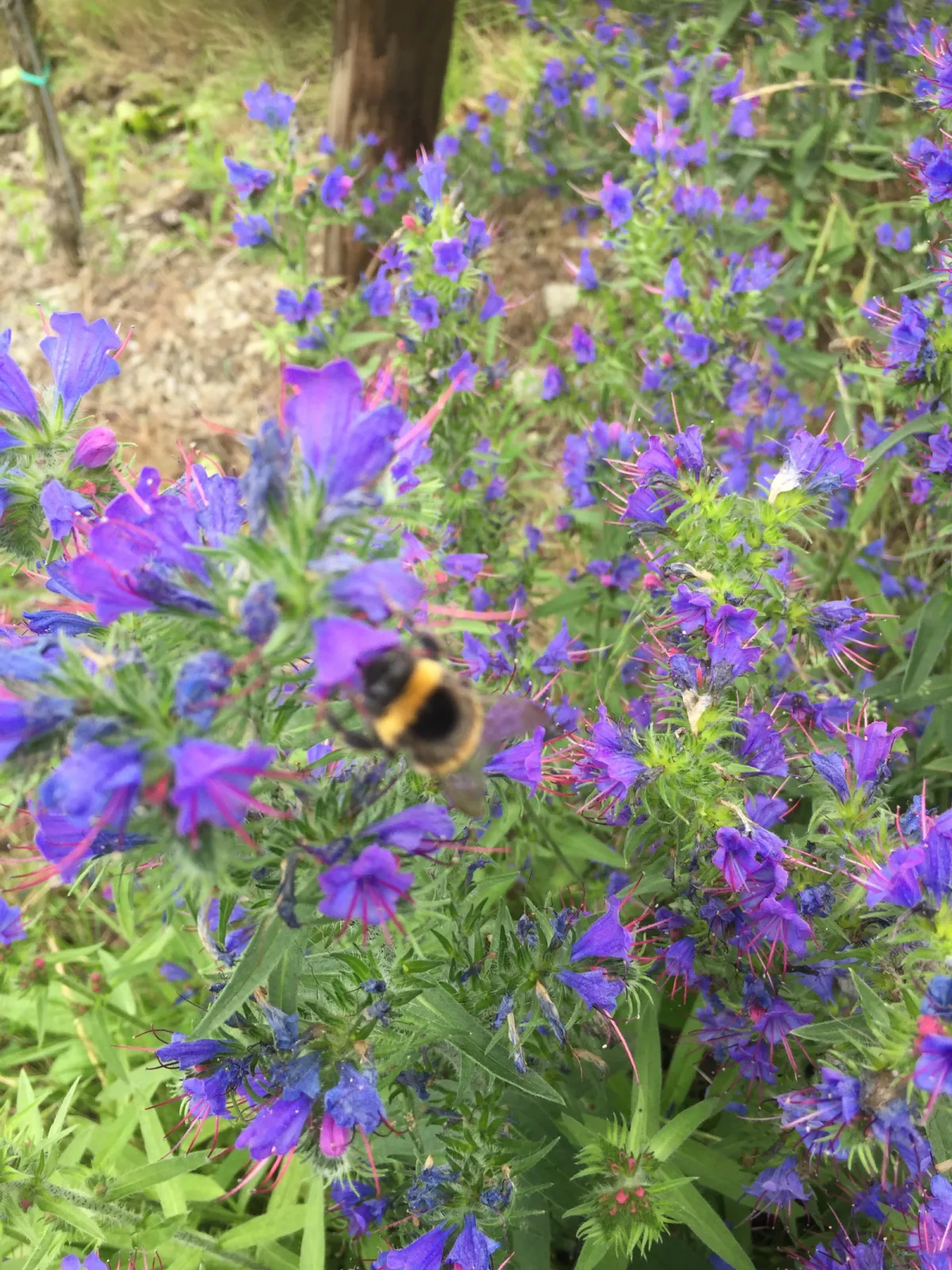 Sustainable and nature-friendly vinyards