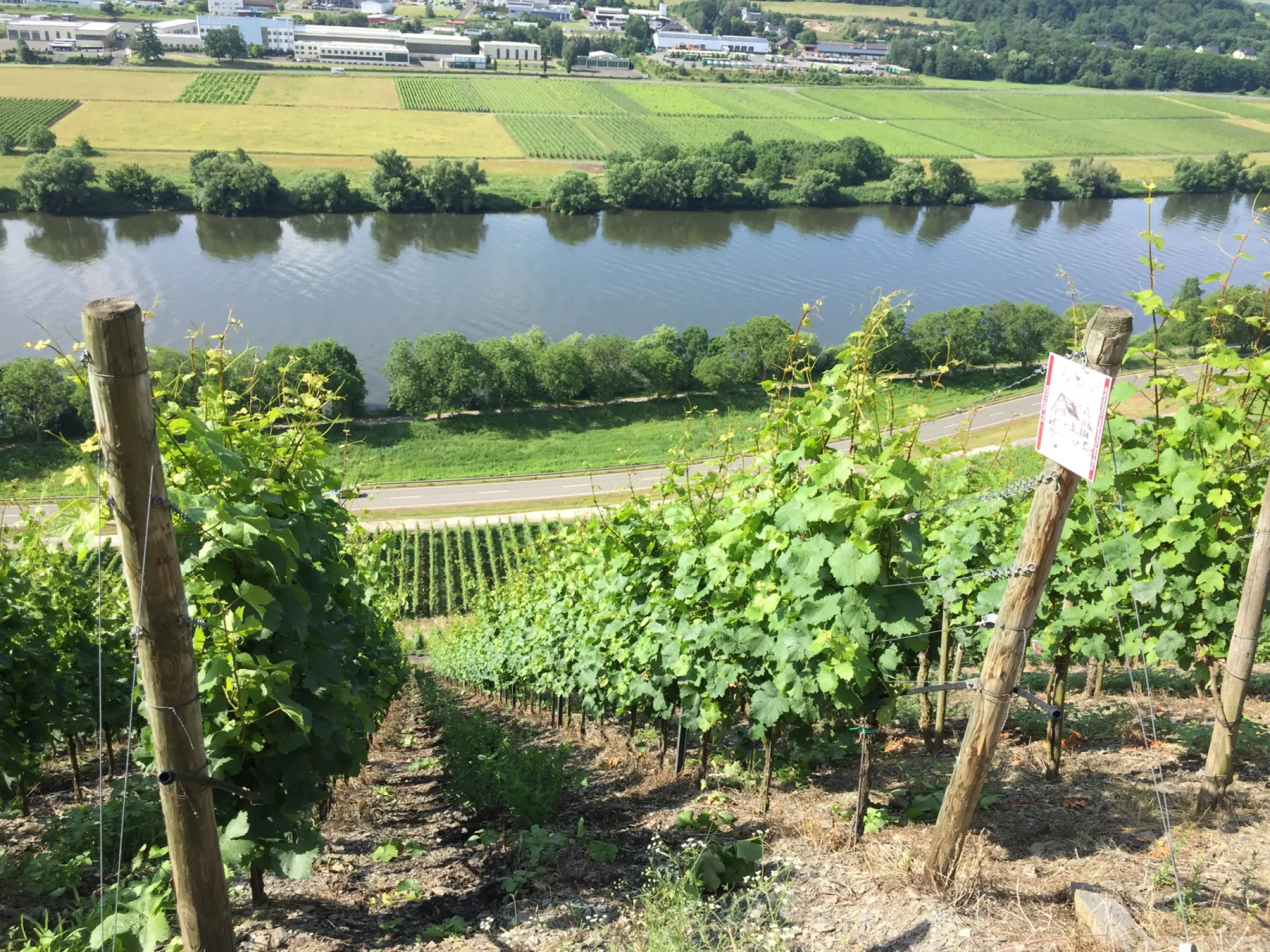 Steep-slope vinyards mean pure handwork