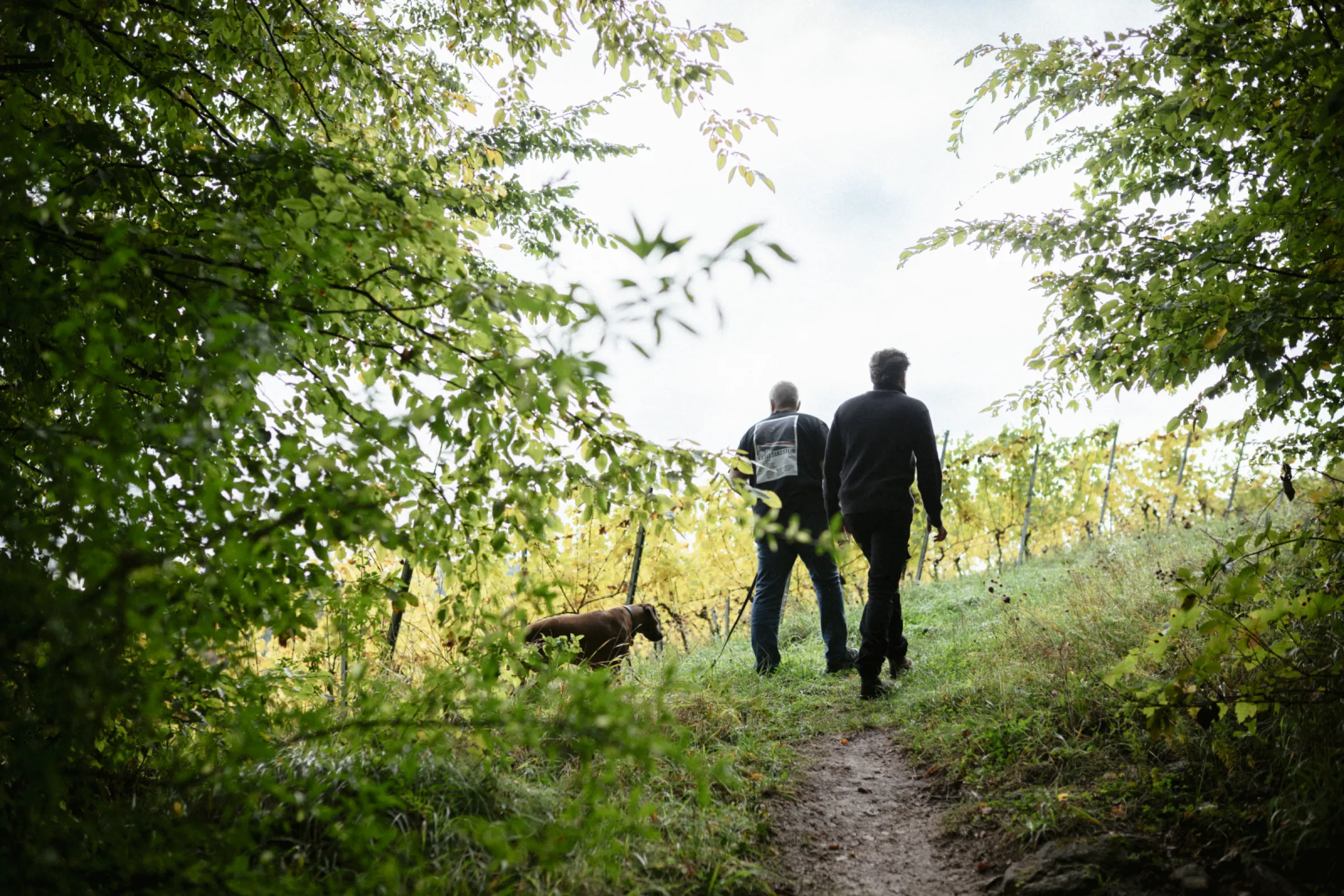 Adrian and Jochen with their dog Milani in one of our highest vineyards, surrounded by forest. The cool climate here shapes the fresh, precise character of our wines.