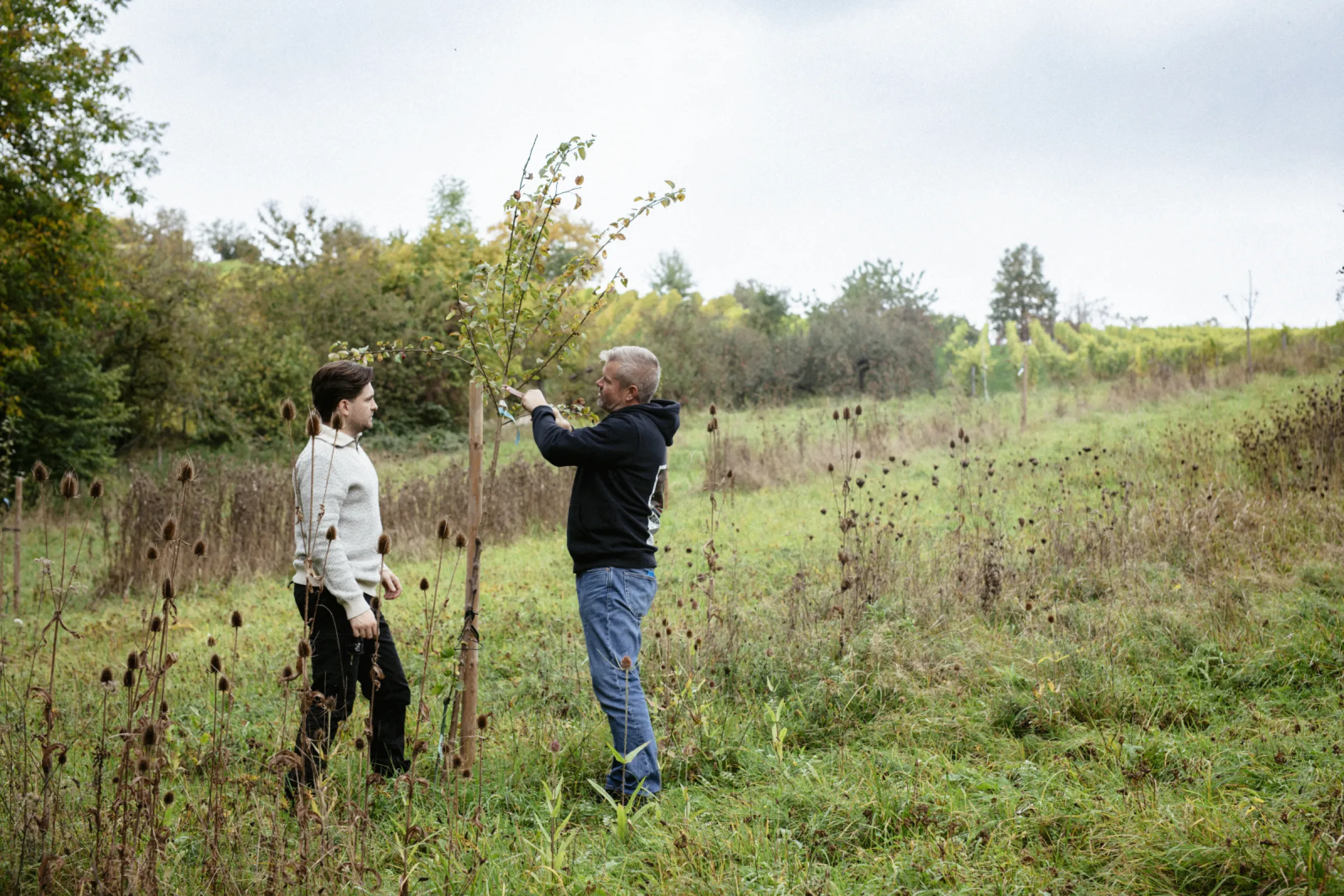 Adrian and Jochen plant a tree in the vineyard to encourage biodiversity and make the vineyard more resilient for the future.