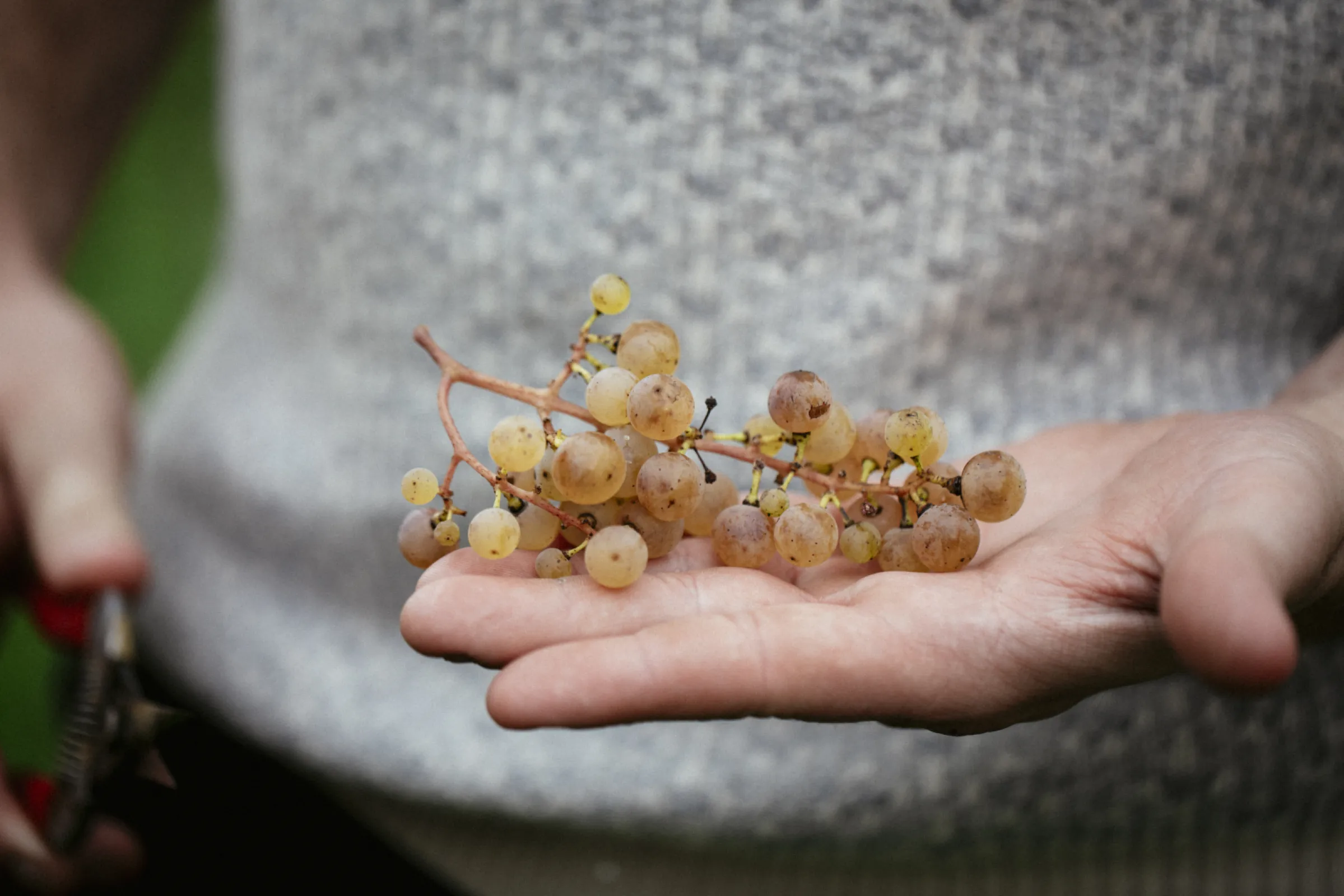 Our ideal Riesling bunch: small berries with plenty of space between them. The vine can concentrate its energy in each berry. We use our own massal selections and clones to bring greater diversity to our vineyards and grow exceptional grapes.
