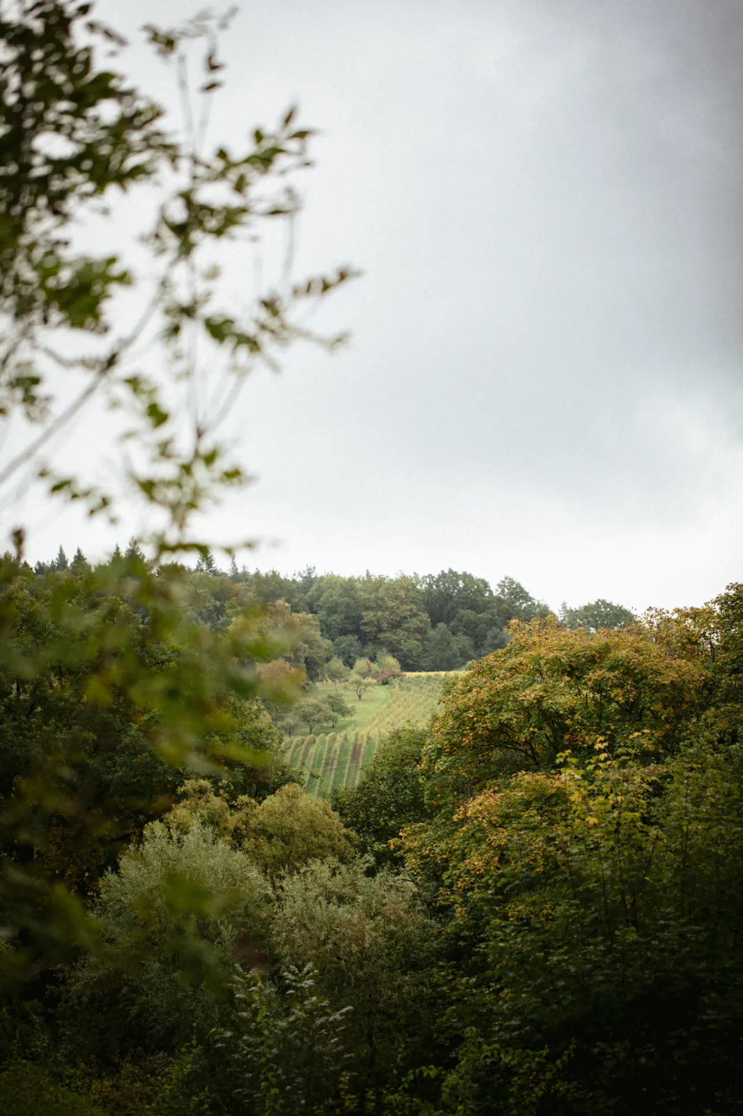 Some of our vineyards are unlike those in many other wine regions. Instead of lying in open fields or beside other vineyards, they are nestled in the middle of the forest