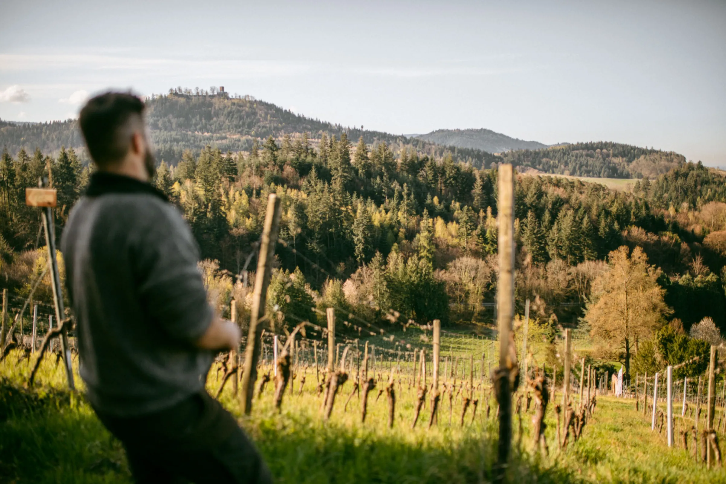 Johannes Kopp overlooking the vineyards towards the Black Forest