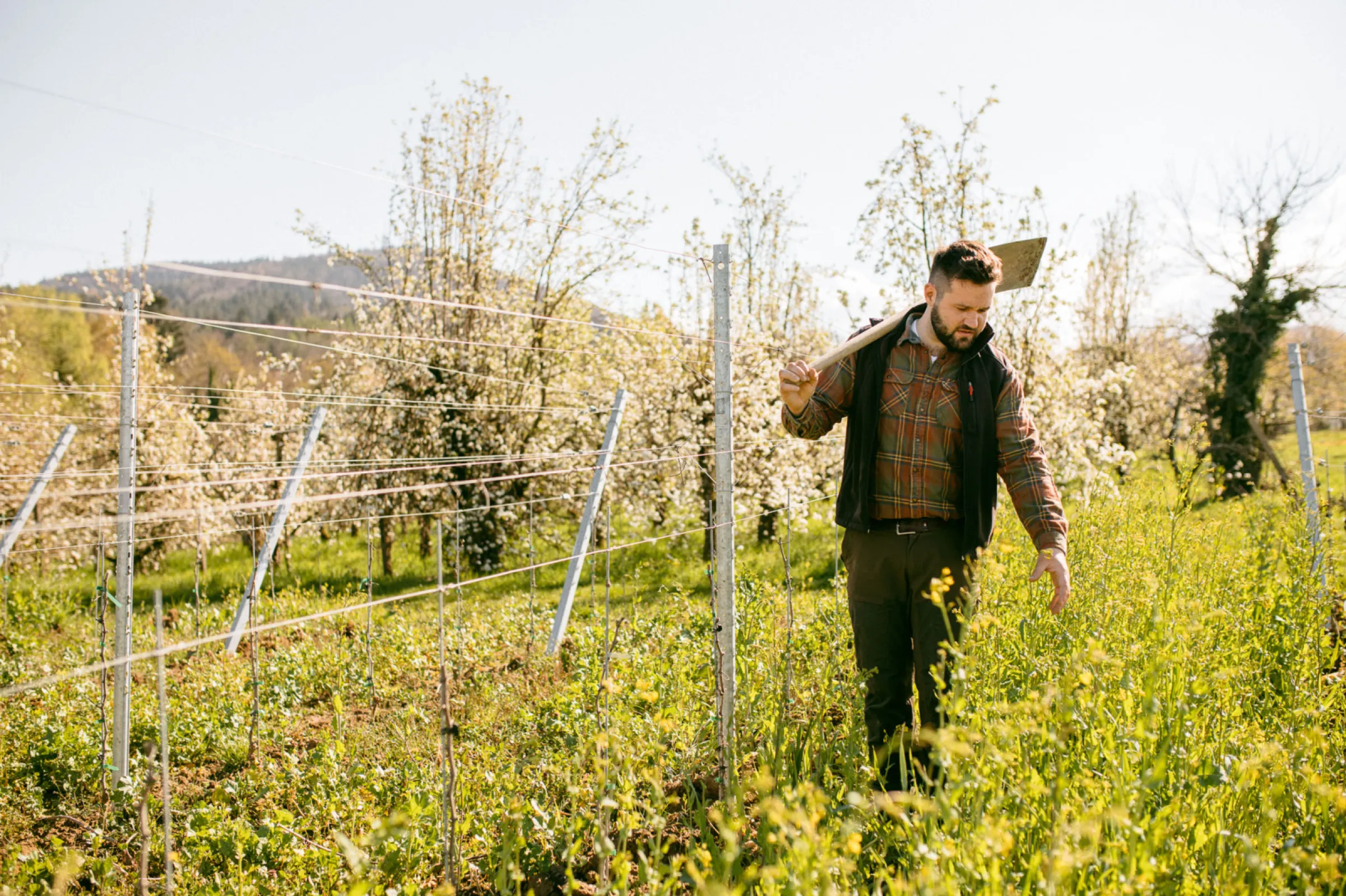 Johannes Kopp examining the vineyard cover crops and soil structure.
