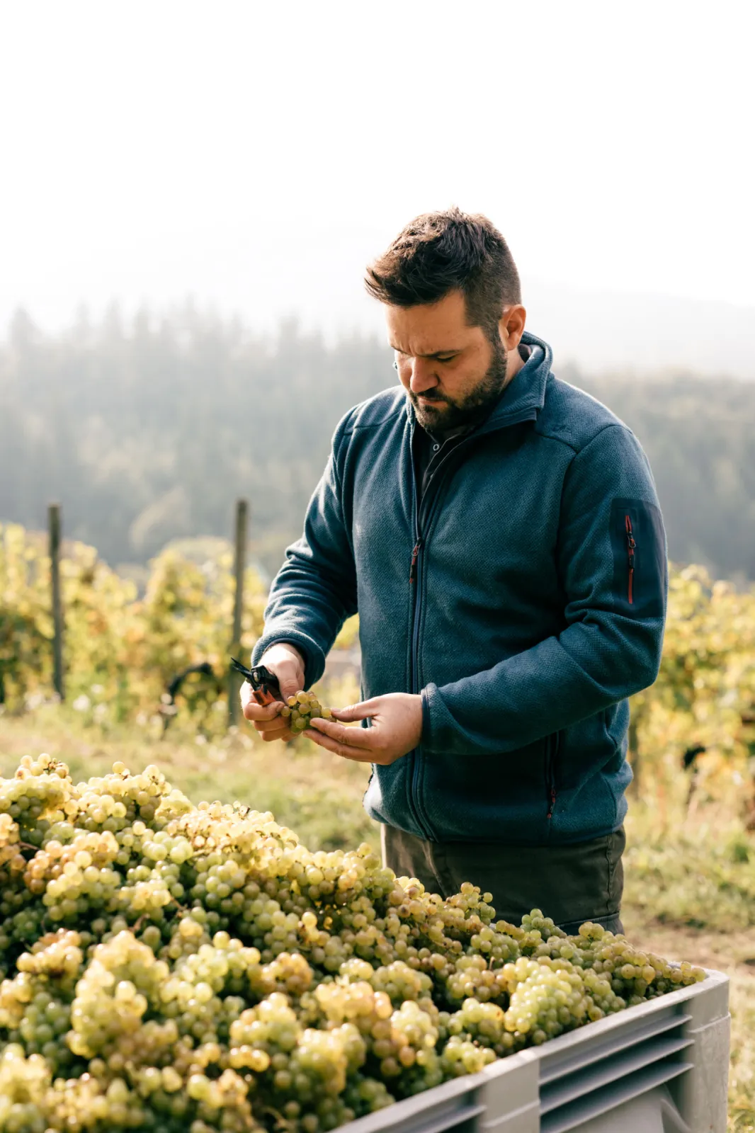 Johannes Kopp assessing the quality of the grape harvest.